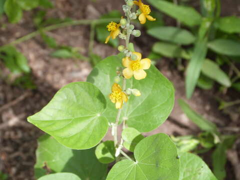 Image of Wissadula densiflora R. E. Fries