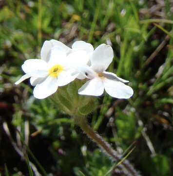 Image of Sweet-Flower Rock-Jasmine