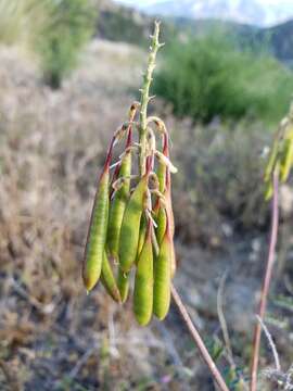 Image of Santa Barbara milkvetch