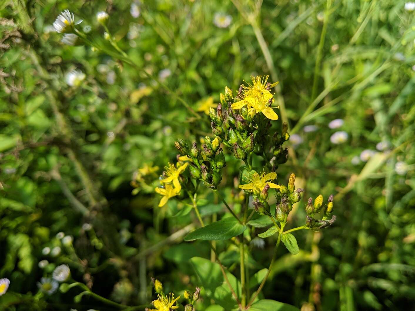 صورة Hypericum perforatum subsp. perforatum