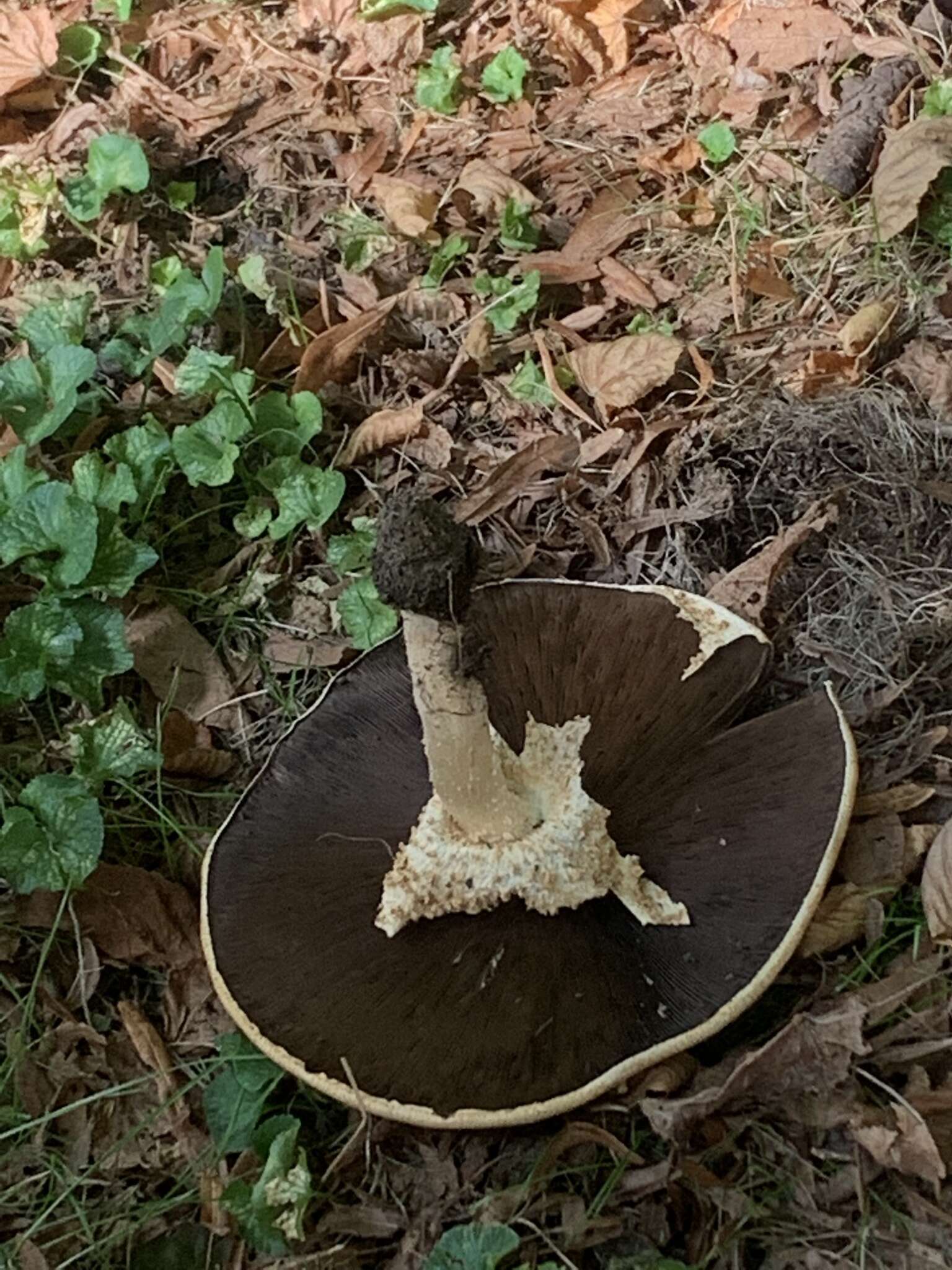 Image of Agaricus nanaugustus Kerrigan 2016