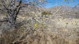 Image of Fremont cottonwood