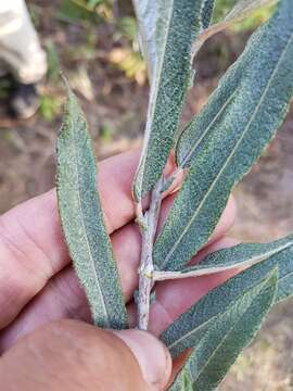 صورة Salix candida Flüggé ex Willd.