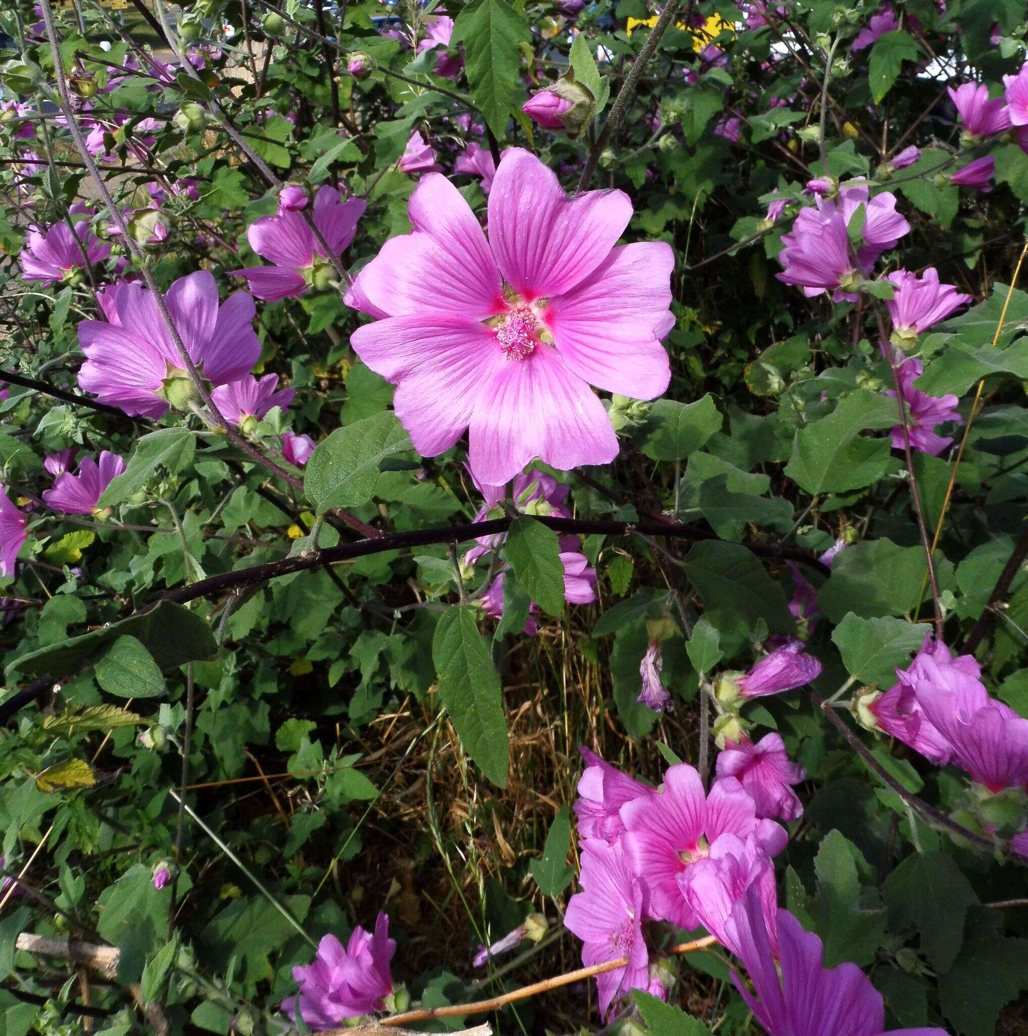 Image of <i>Malva clementii</i> (Cheek) Stace