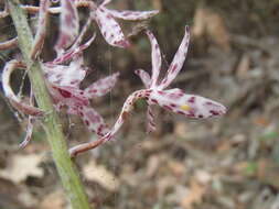 Image of Blotched hyacinth-orchid