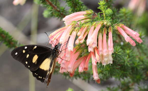 Image of Erica glandulosa Thunb.