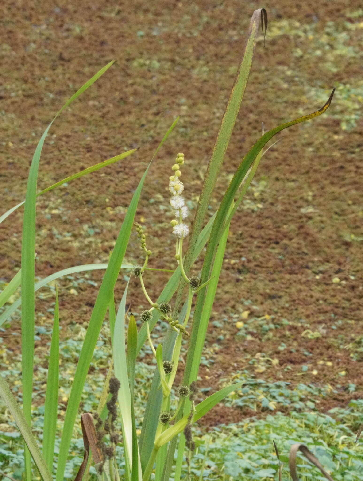 Image of simplestem bur-reed