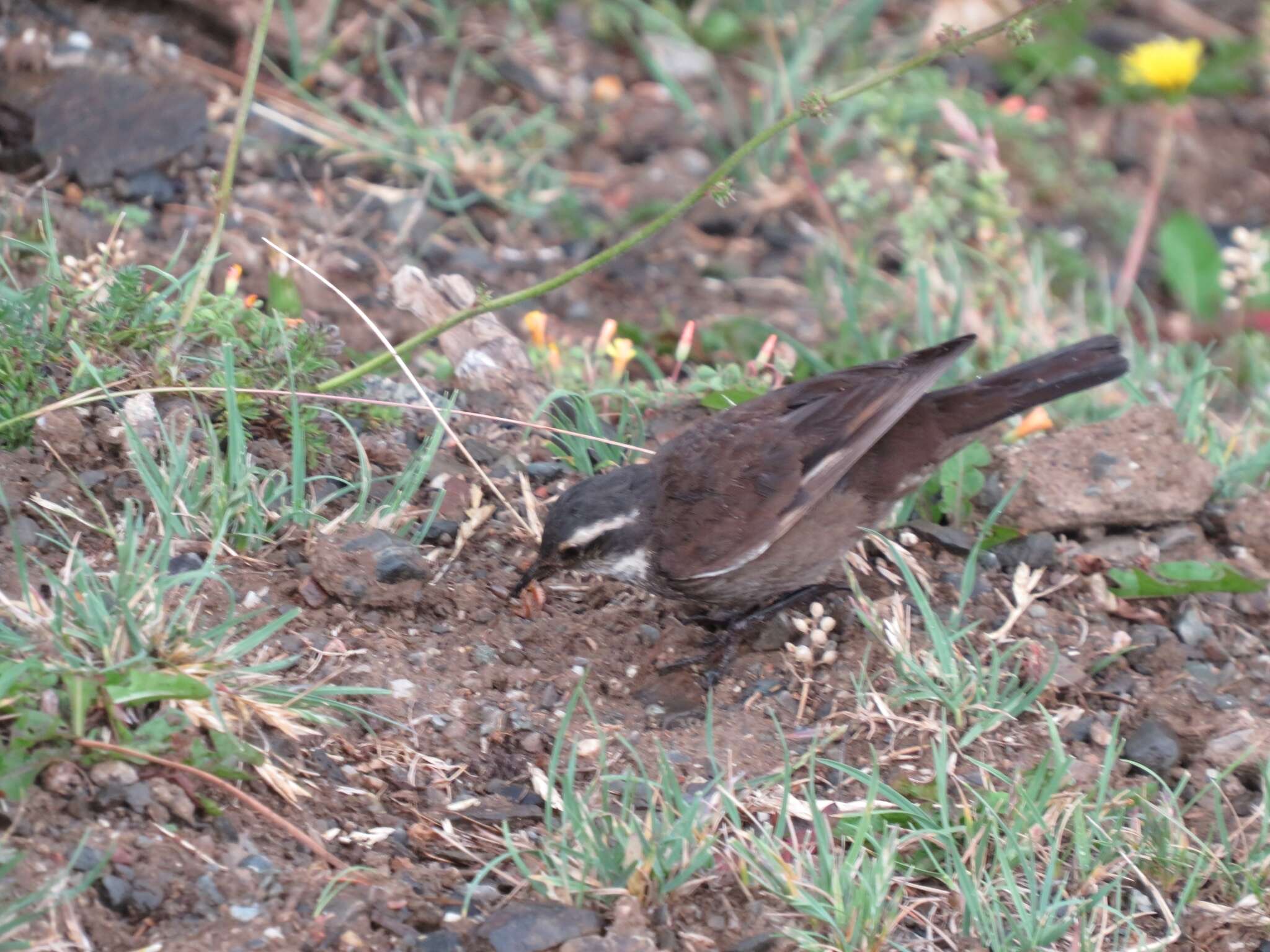 Image of Gray-flanked Cinclodes