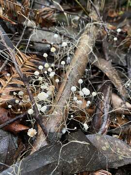 Image of Mycena albidocapillaris Grgur. & T. W. May 1997