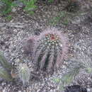 Image of Melocactus intortus subsp. domingensis Areces