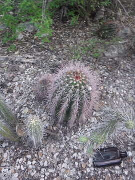 Imagem de Melocactus intortus subsp. domingensis Areces