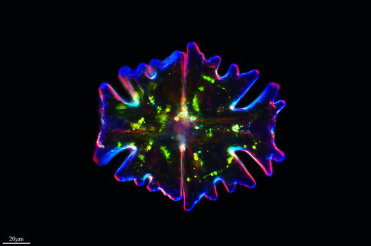 Image of <i>Micrasterias americana</i>
