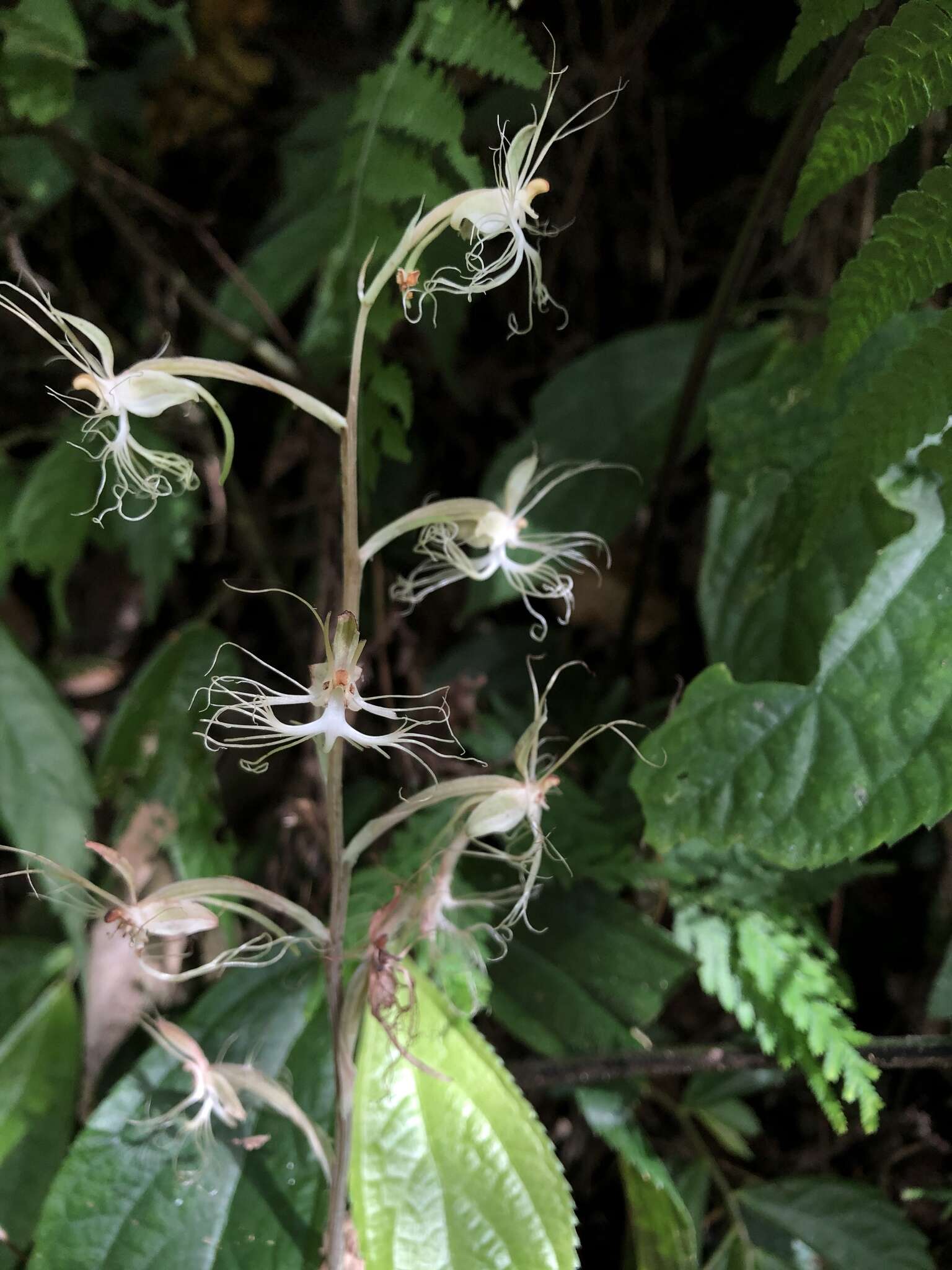 Image of Habenaria polytricha Rolfe