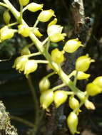 Image of Notylia orbicularis A. Rich. & Galeotti