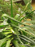 Image of Aloe pluridens Haw.