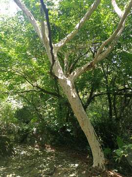 Image of Lagerstroemia subcostata Koehne