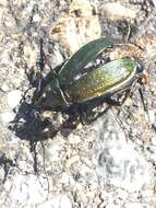 Image of Necklace Ground Beetle