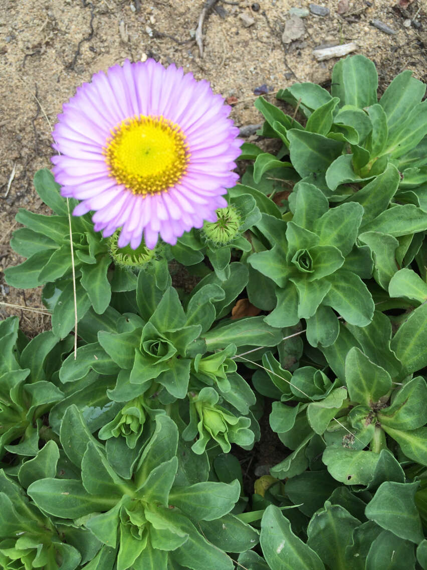 Image of seaside fleabane