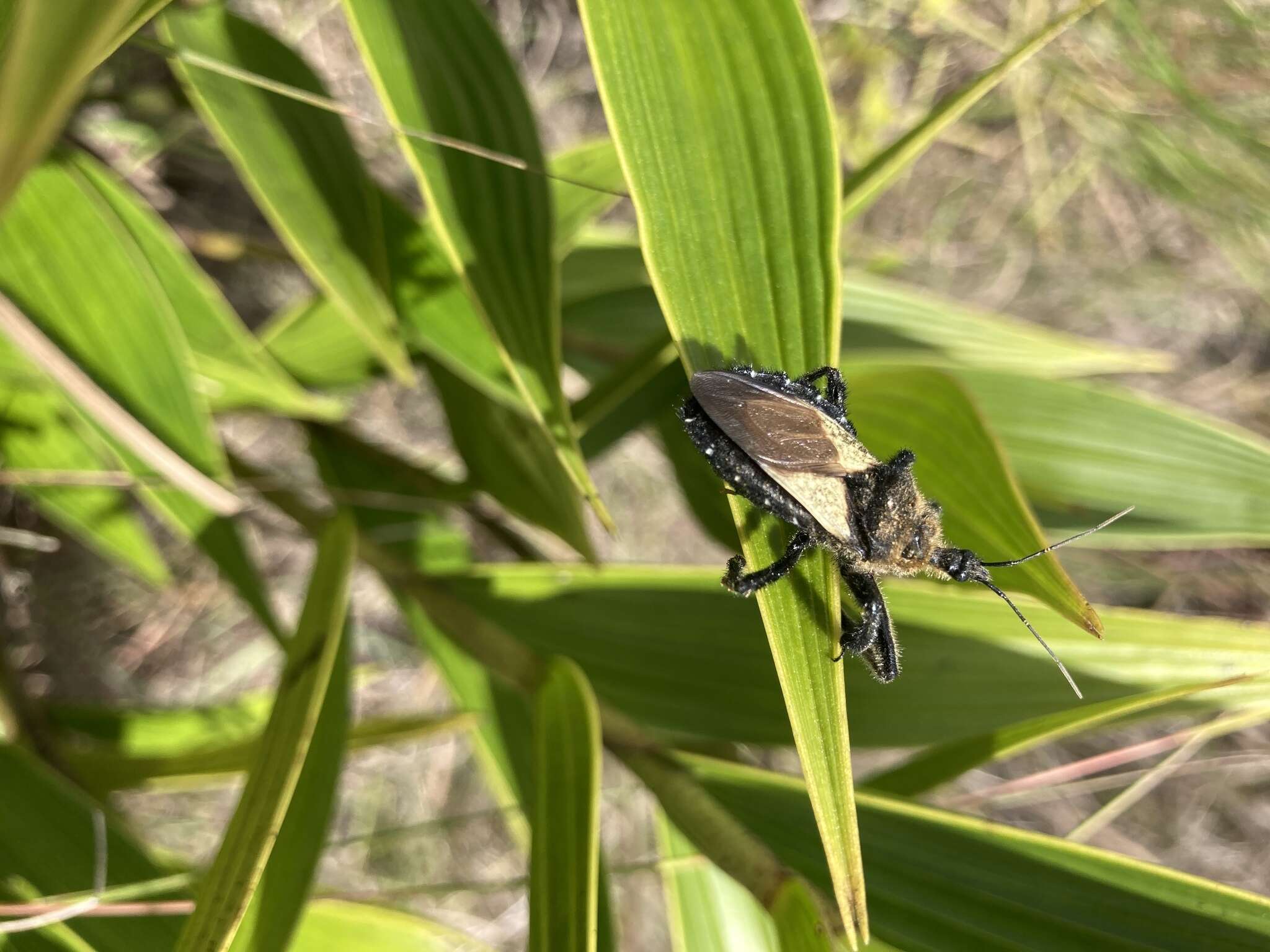 Plancia ëd Apiomerus lanipes (Fabricius 1803)