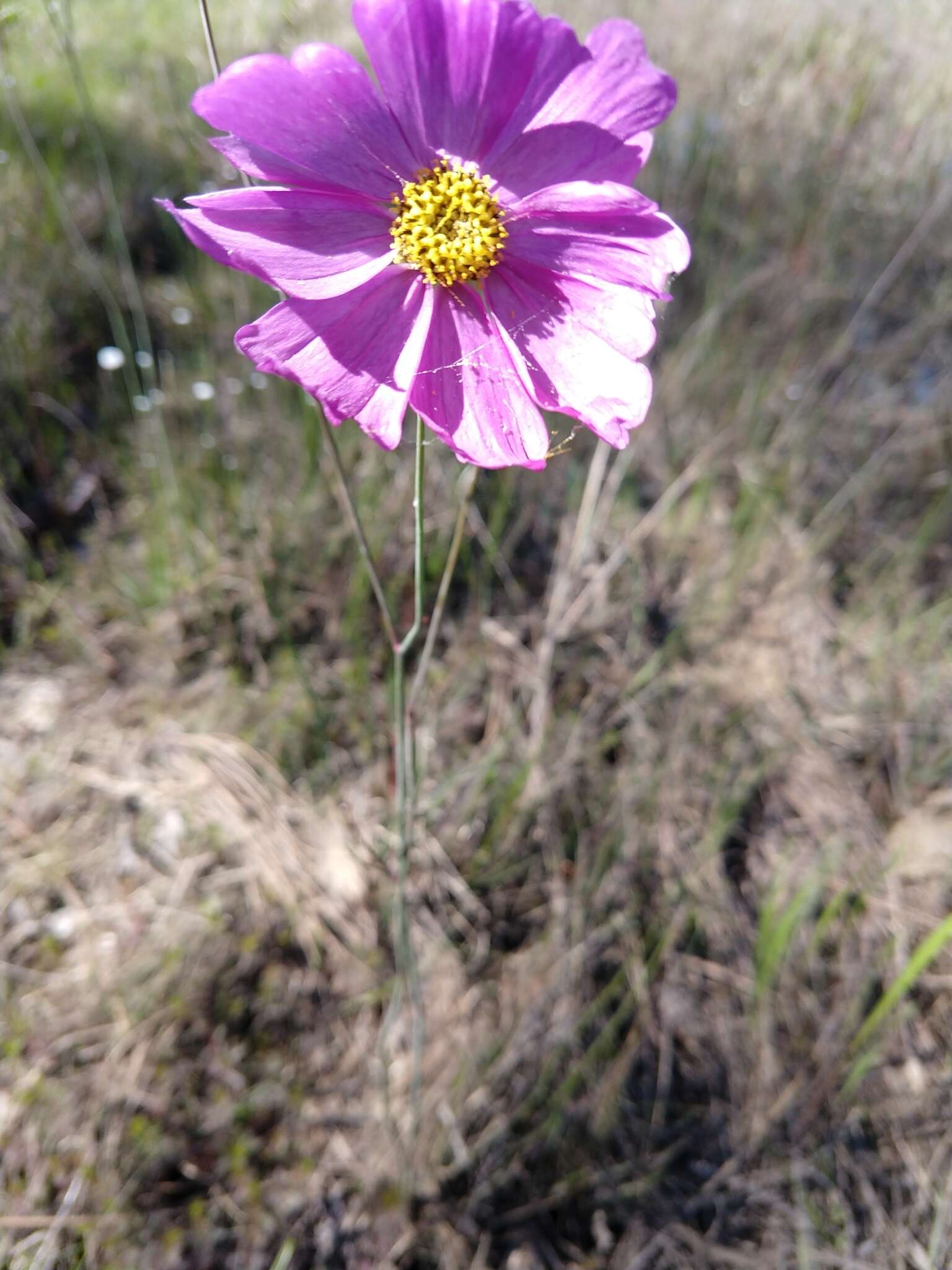 صورة Coreopsis nudata Nutt.