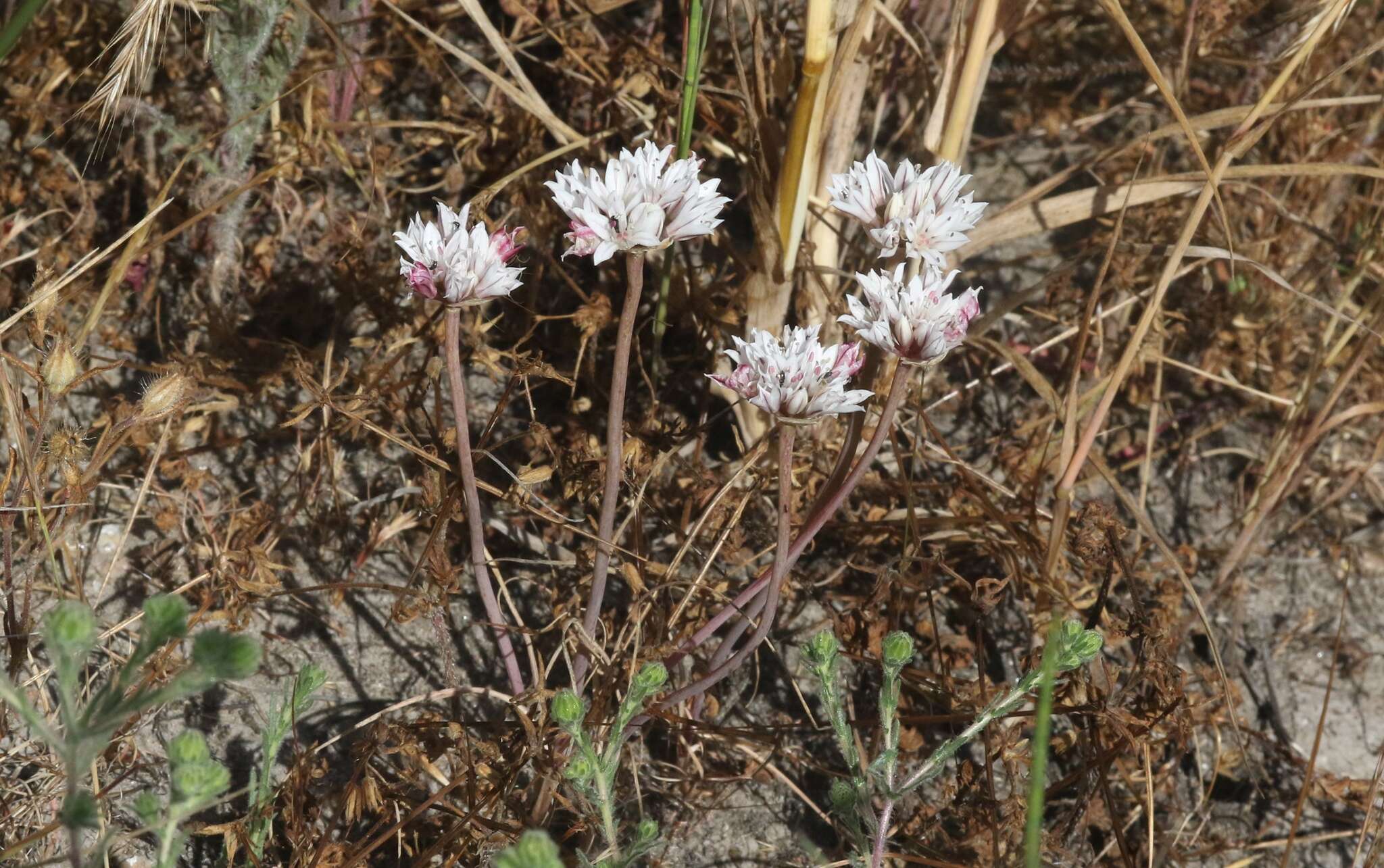 Image of pitted onion