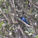 Image of Blue Cuckooshrike