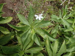 Image de Scaevola gaudichaudiana Cham.