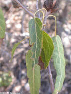 Imagem de Helmiopsiella madagascariensis Arenes