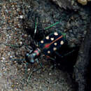 Image of Cicindela (Cosmodela) didyma Dejean 1825