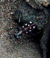 Sivun Cicindela (Cosmodela) didyma Dejean 1825 kuva