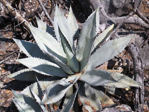 Image of Agave titanota Gentry