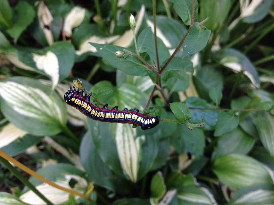 Image of Brown-bordered Cucullia