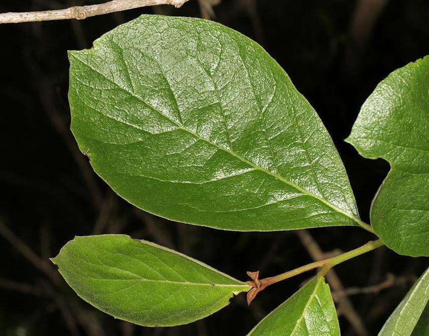 Image of Sandpaper bush