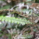 Plancia ëd Austroblechnum membranaceum (Colenso ex Hook.) Gasper & V. A. O. Dittrich