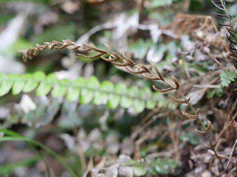 Image of Austroblechnum membranaceum (Colenso ex Hook.) Gasper & V. A. O. Dittrich