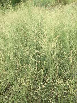 Image de Panicum coloratum L.