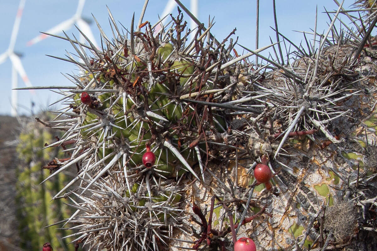 Plancia ëd Eulychnia castanea (K. Schum.) Phil.