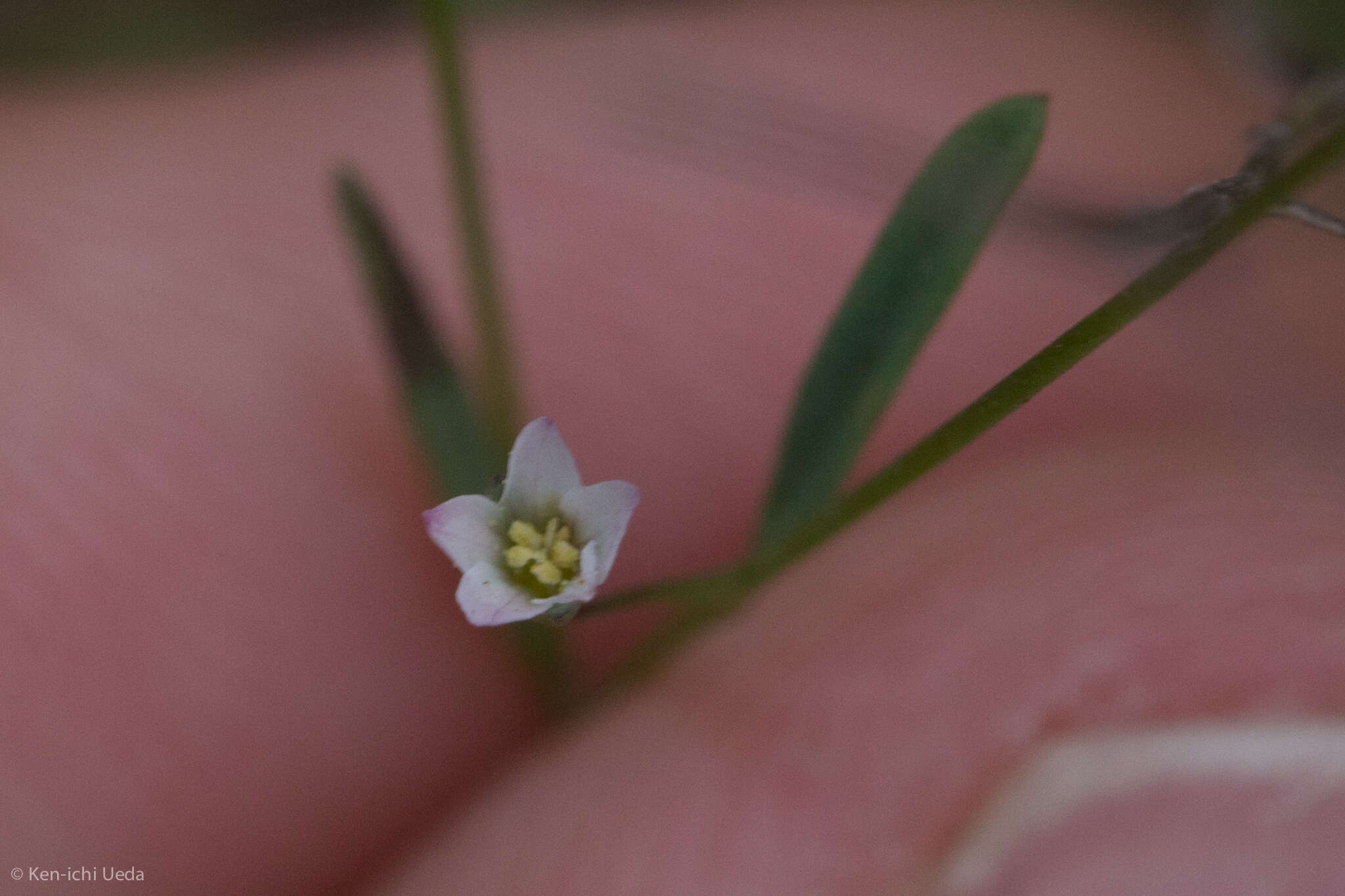 Image of smallflower dwarf-flax