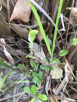 Pterostylis ectypha的圖片