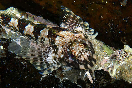 Image of Eastern Jumping Blenny