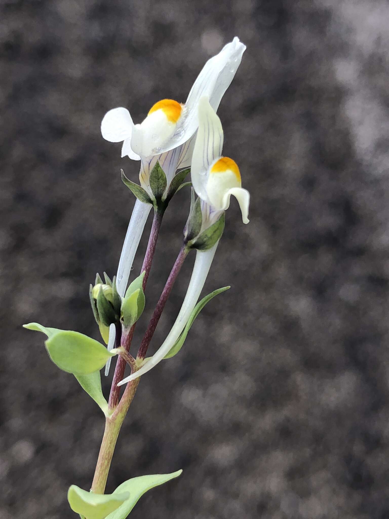 Image de Linaria reflexa (L.) Desf.