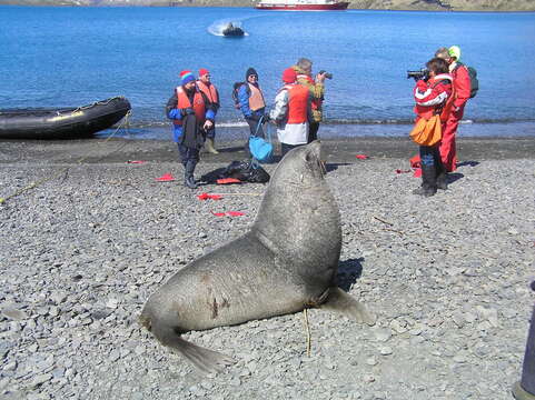 Image of Antarctic Fur Seal