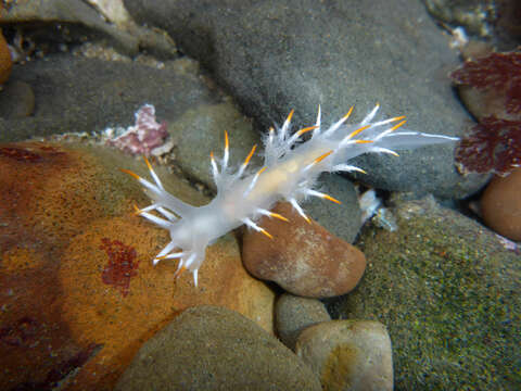 Image of Dendronotus albus MacFarland 1966