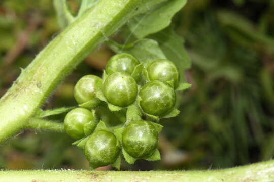 Solanum physalifolium var. nitidibaccatum (Bitter) J. M. Edmonds的圖片