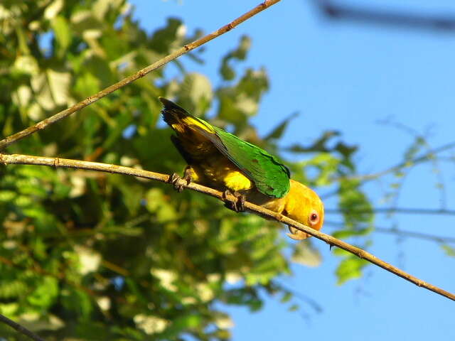 Image of Eastern White-bellied Parrot