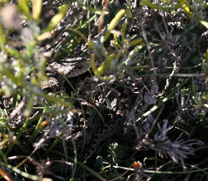 Image of Meadow Viper