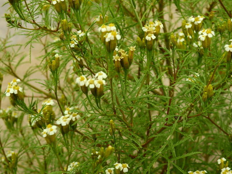 Sivun Tagetes argentina Cabrera kuva