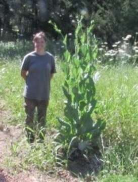 Image of great coneflower