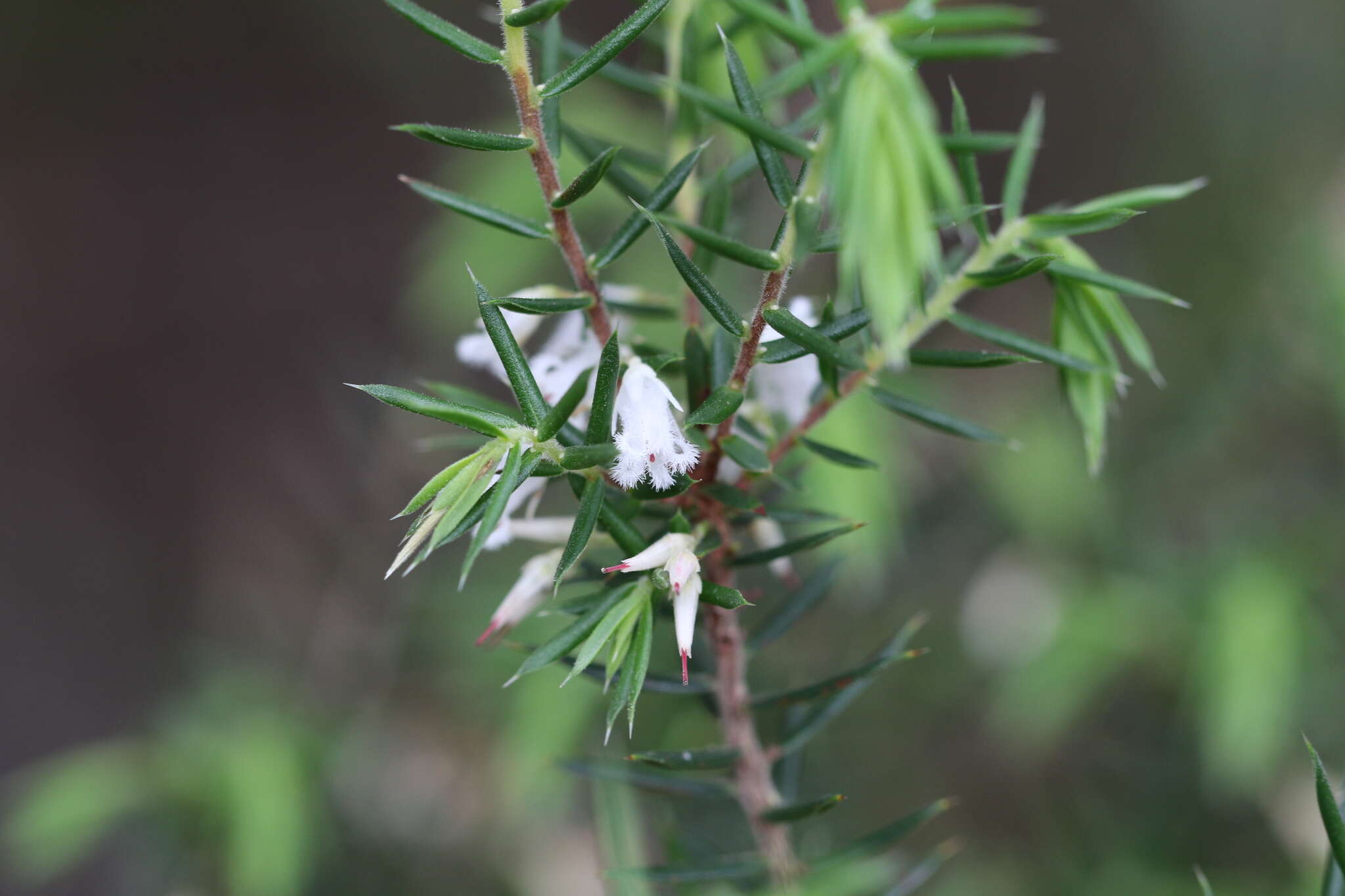 Image of Styphelia exolasia