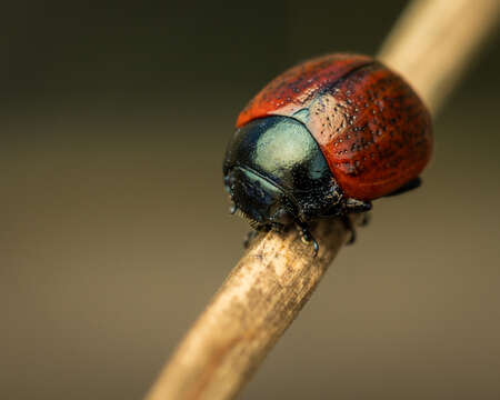 Image of red leaf beetle